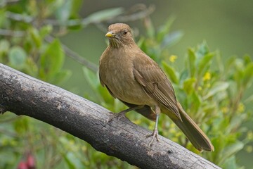 Thrush bird in Costa Rica