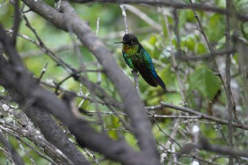 beautiful hummingbird in Costa Rica