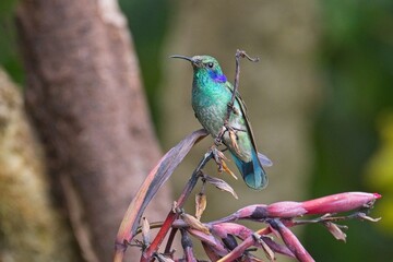 beautiful hummingbird in Costa Rica