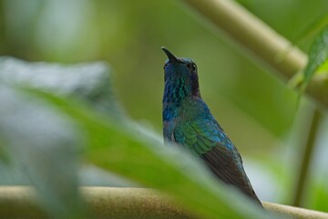 beautiful hummingbird in Costa Rica