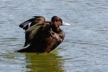 Southern Pochard - Netta erythrophthalma 