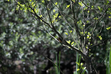Bird perched on a branch near still water surrounded by lush vegetation in a tranquil natural setting