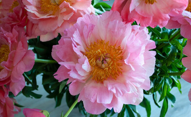 Bright pink large peony flower close-up. Latin name Paeonia. Paeonia 'Coral Charm' . Selective focus