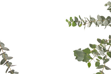 Eucalyptus sprig isolated on a white background.
