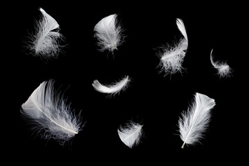 White feather isolated on a black background.