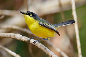 Common Tody-flycatcher - Todirostrum cinereum 