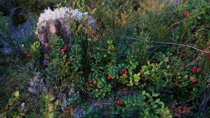 collected lingonberries in a berry basket