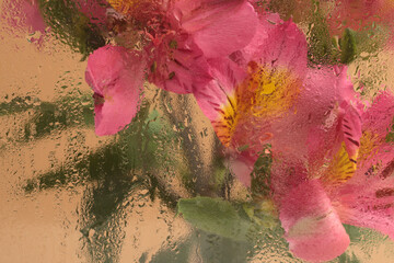 Smoke soft focus pink Alstroemerieae flower bouquet through glass with water drops. Abstract...