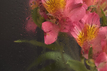 Smoke soft focus pink Alstroemerieae flower bouquet through glass with water drops. Abstract...