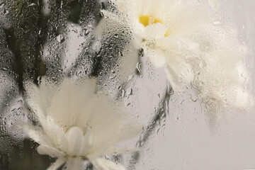 Smoke Selective soft focus Chamomile; aster; chrysanthemum Flower bouquet through glass with wet...