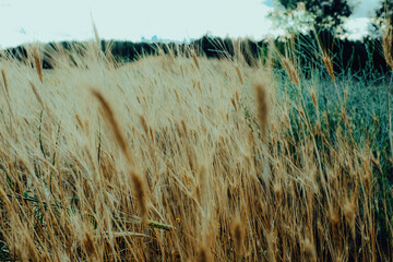 grass in the wind
