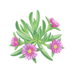 Ice Plant Isolated on Transparent PNG Background- Watercolour Art