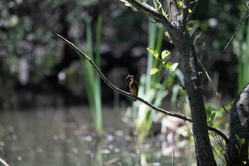 Bird perched on a branch near still water surrounded by lush vegetation in a tranquil natural setting