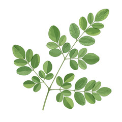 Obraz premium Moringa Leaves Isolated on Transparent PNG Background- Watercolour Art