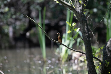 Bird perched on a branch near still water surrounded by lush vegetation in a tranquil natural setting