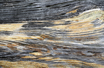 Abstract background. Texture of old weathered wood with unique natural pattern and shades of gray,...