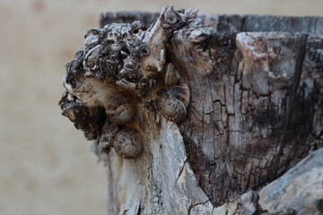 Snails on an old brown tree trunk