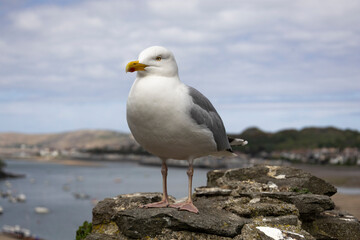 isolated close up of a perched high above town european herring gull  larus argentatus,
