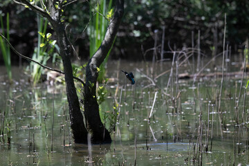 Bird perched on a branch near still water surrounded by lush vegetation in a tranquil natural setting