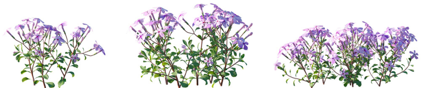 Set of Phlox stolonifera (creeping phlox or moss phlox) flowering frontal isolated png on a transparent background perfectly cutout