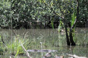 Bird perched on a branch near still water surrounded by lush vegetation in a tranquil natural...