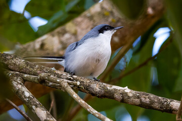 Masked Gnatcatcher - Polioptila dumicola 