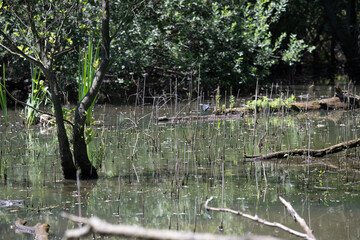 Bird perched on a branch near still water surrounded by lush vegetation in a tranquil natural...
