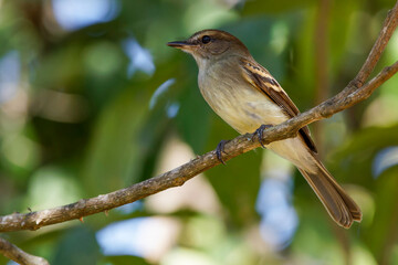 Fuscous flycatcher - Cnemotriccus fuscatus 