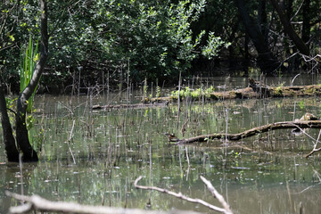 Bird perched on a branch near still water surrounded by lush vegetation in a tranquil natural...