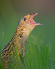 Corn crake portrait when its calling loud