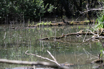 Bird perched on a branch near still water surrounded by lush vegetation in a tranquil natural setting