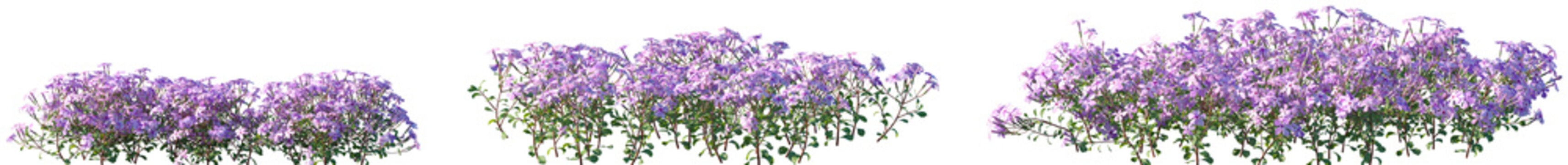 Set of Phlox stolonifera (creeping phlox or moss phlox) flowering frontal isolated png on a transparent background perfectly cutout
