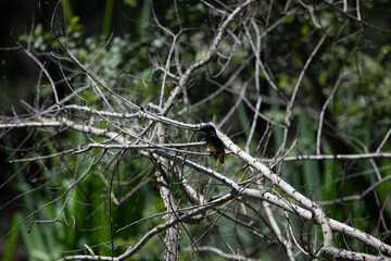 Bird perched on a branch near still water surrounded by lush vegetation in a tranquil natural...