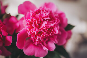 Blooming peony radiates vibrant pink hues in a soft-lit indoor setting, celebrating nature's artistry and beauty during a serene morning