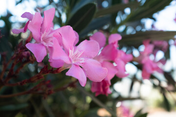 Pink Oleander Flower (Nerium oleander) in Sunlight – Close-Up of Delicate Blossoms on a Toxic Yet...