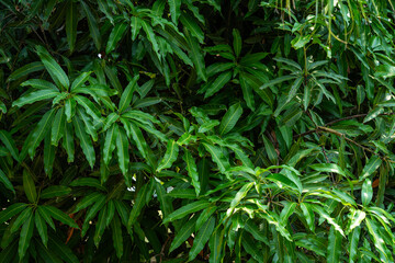 Green Mango leaves leaf texture background fresh leaves during the summer time.