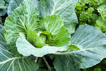 Fresh Green Cabbage Plant Growing in Garden – Close-Up of Brassica Oleracea with Textured Leaves...