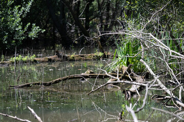 Bird perched on a branch near still water surrounded by lush vegetation in a tranquil natural setting