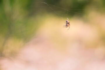 L'aranya d'Ametlla de Mar