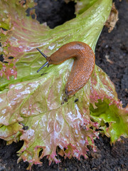 top view of a large brown spanish slug on a fresh green lettuce leaf with dark background