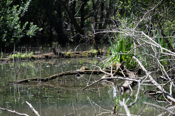 Bird perched on a branch near still water surrounded by lush vegetation in a tranquil natural setting
