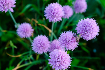 Chive Flowers in Bloom with Bee Pollination – Vibrant Purple Blossoms of Allium Schoenoprasum in Lush Garden Setting on a Sunny Day