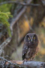 Young Boreal owl (Aegolius funereus) in forest
