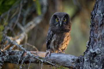 Young Boreal owl (Aegolius funereus) in forest
