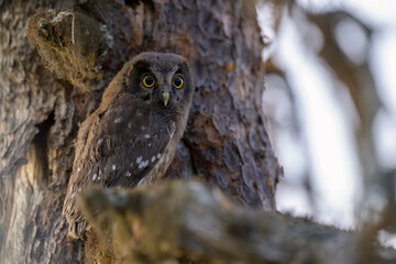 Young Boreal owl (Aegolius funereus) in forest
