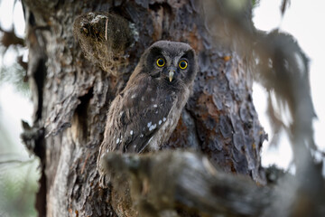 Young Boreal owl (Aegolius funereus) in forest