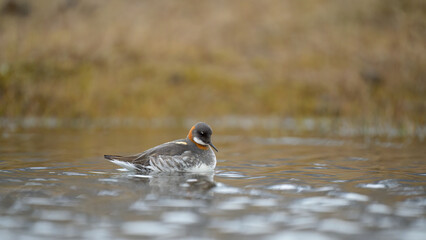 Red-necked phalarope (Phalaropus lobatus)