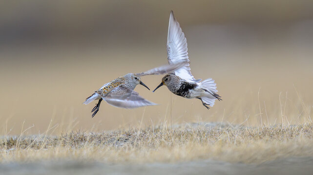 Two dunlin (Calidris alpina) fighting