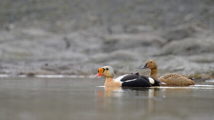 Male and female King Eider (Somateria spectabilis)