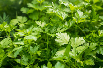 Parsley growing, top view. Background from green leaves of parsley plant for publication, design, poster, calendar, post, screensaver, wallpaper, postcard, banner, cover. High quality photo
